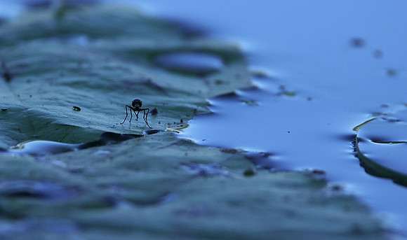 From the Jacana hide...