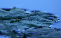 From the Jacana hide...