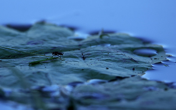 From the Jacana hide...