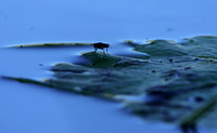 From the Jacana hide...