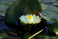Lotus - waterlily