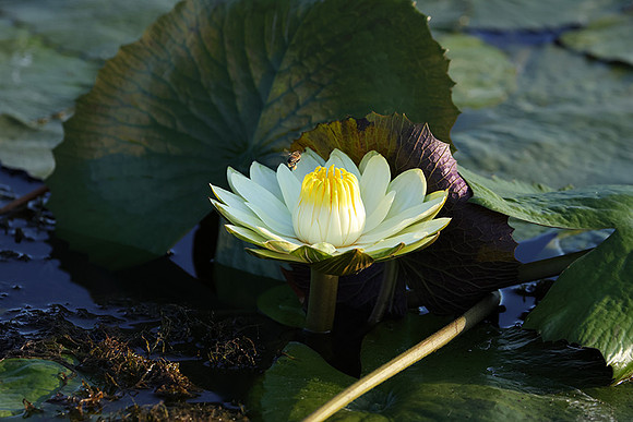 Lotus - waterlily