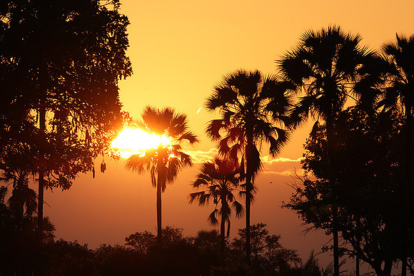 Sunrise - Jacana