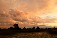 Sunrise - Jacana