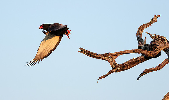 Nxabega