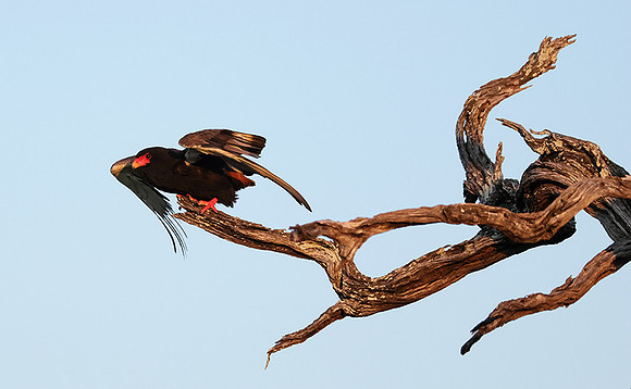 Nxabega