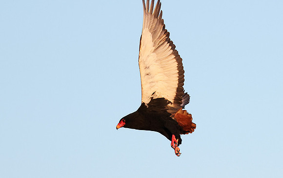 Nxabega