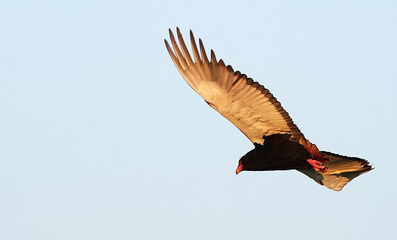 Nxabega