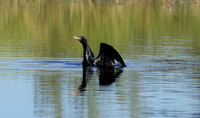 Jacana