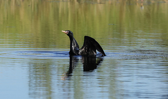 Jacana