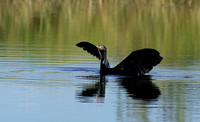 Jacana
