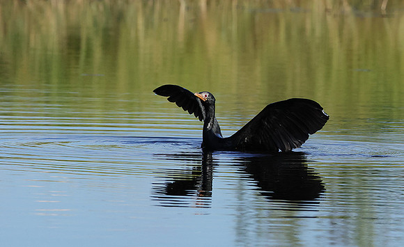 Jacana