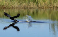 Cormorants