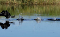 Jacana