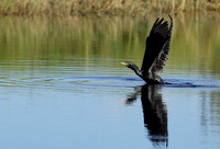 Jacana