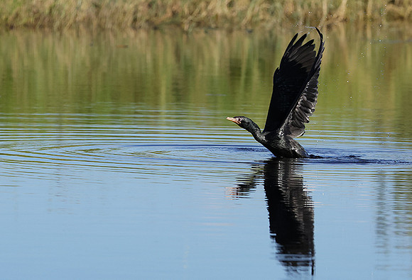 Jacana