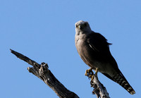 Dickinson's kestrel - Nxabega