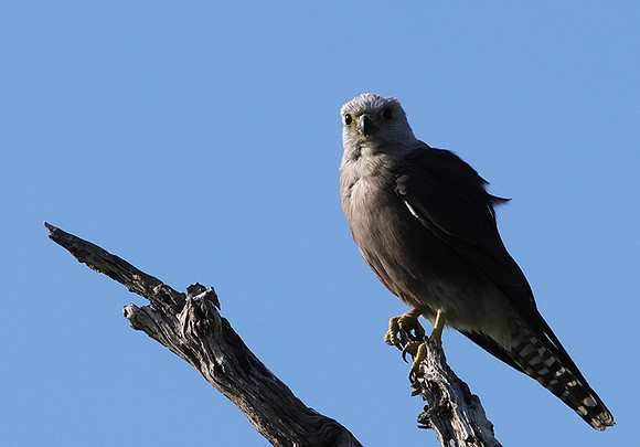 Dickinson's kestrel - Nxabega