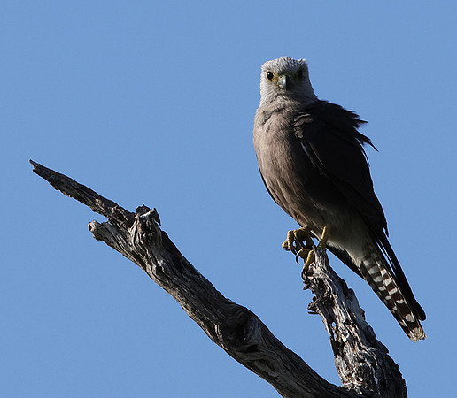 Dickinson's kestrel - Nxabega