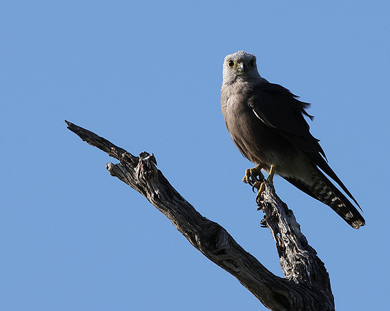 Dickinson's kestrel - Nxabega