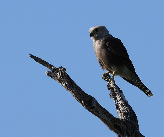 Dickinson's kestrel - Nxabega