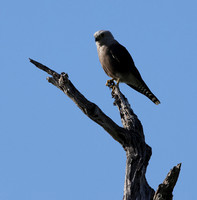 Dickinson's kestrel - Nxabega