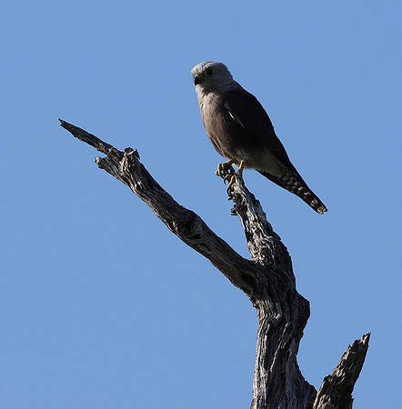 Dickinson's kestrel - Nxabega