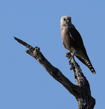 Dickinson's kestrel - Nxabega