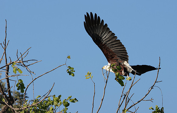 Jacana