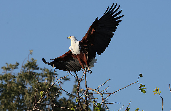 Jacana