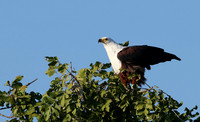 Jacana