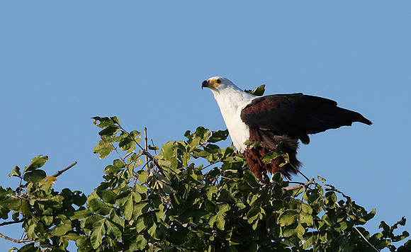 Jacana