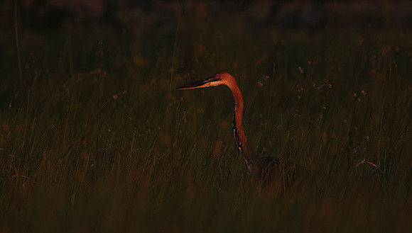 Goliath heron