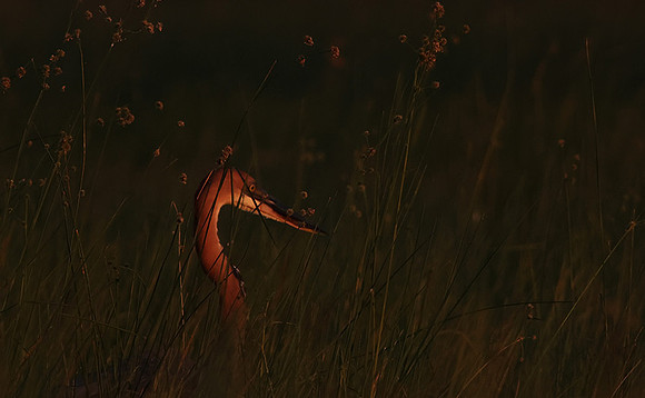 Goliath heron