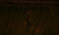 Goliath heron