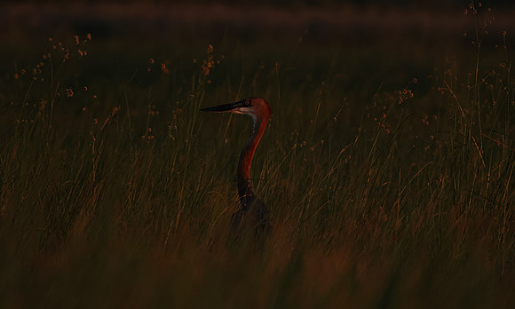 Goliath heron