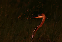Goliath heron