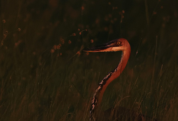 Goliath heron