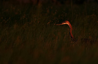 Goliath heron