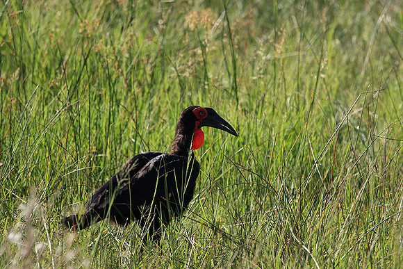 Ground hornbill - Savuti