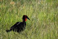 Ground hornbill - Savuti