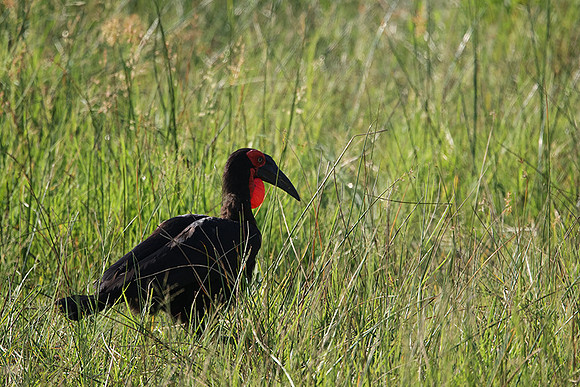Ground hornbill - Savuti