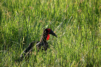 Ground hornbill - Savuti