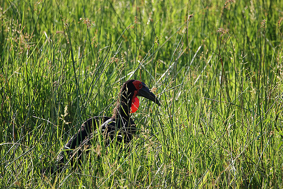 Ground hornbill - Savuti