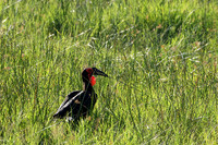 Ground hornbill - Savuti
