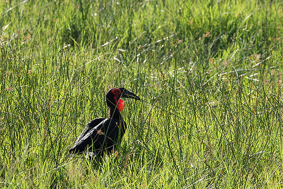 Ground hornbill - Savuti