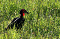Hornbills