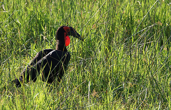 Ground hornbill - Savuti