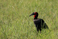 Ground hornbill - Savuti