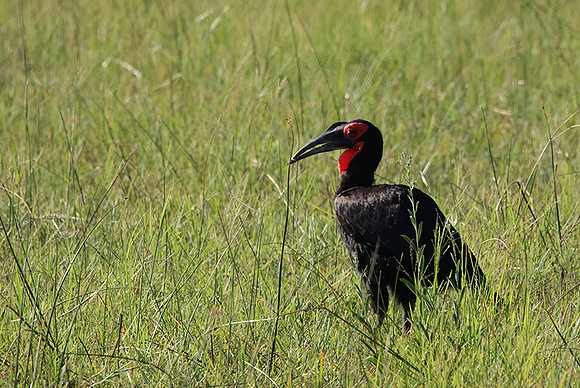 Ground hornbill - Savuti